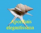 Aporrhais elegantissima, Parenzan 1970